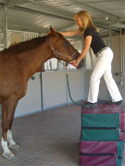 Vet Chiropractic - Equine